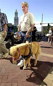 Miniature Guide Horses for the Blind