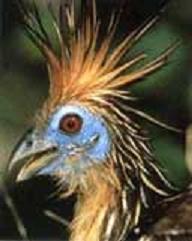 The Stinkbird Enigma